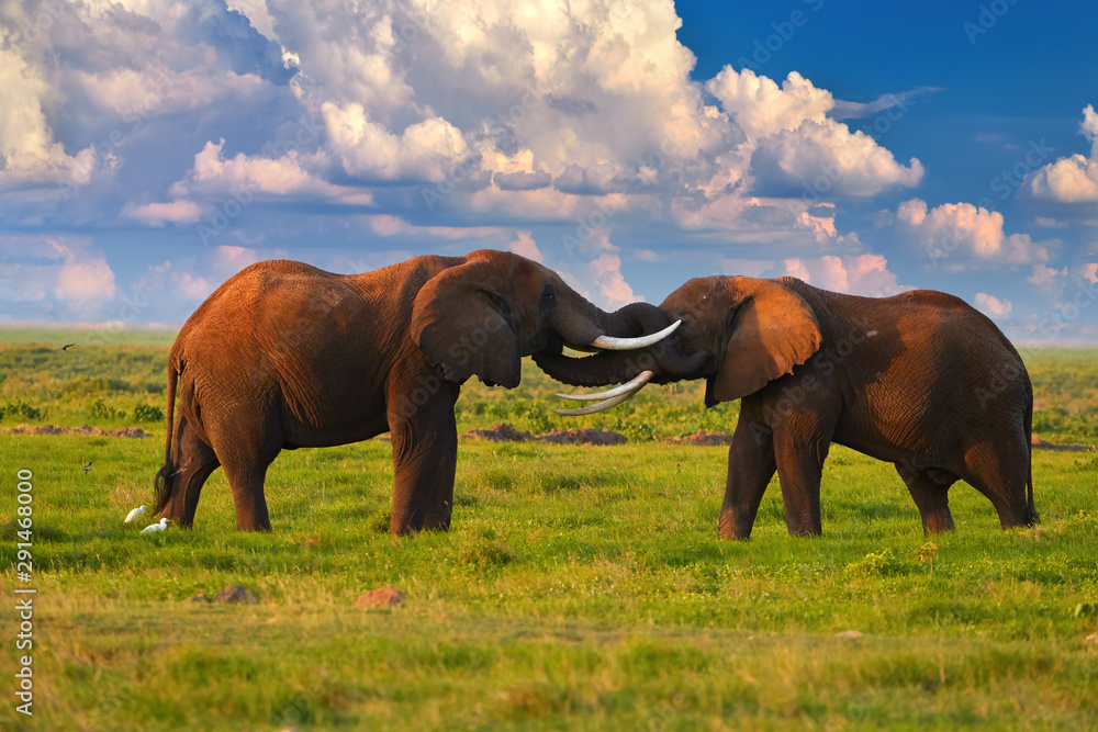 Kenya safari. African holiday at the foot of a volcano Kilimanjaro, green season in Amboseli national park. Two huge african elephants are touching their trunks to each other against dramatic sky.
