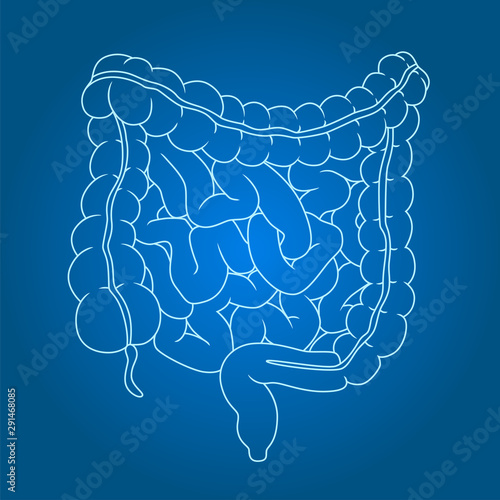 Intestines line illustration