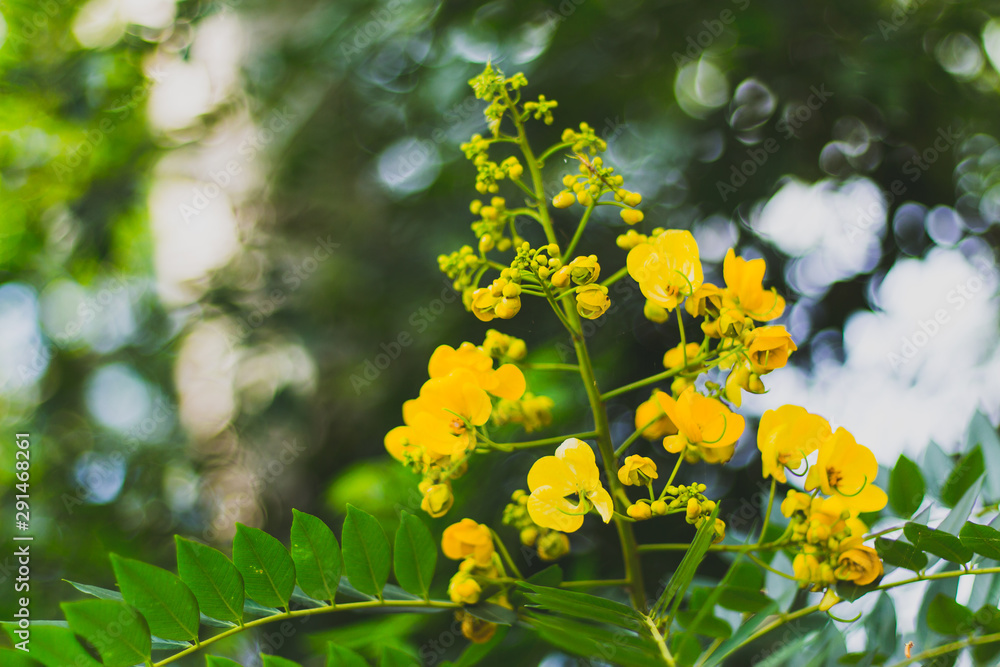 yellow flowers in the garden yellow flowers in the garden