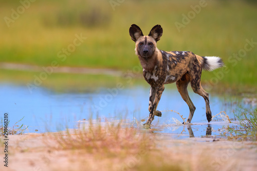 Photography African Wild Dog, Lycaon pictus, african painted dog walking in blue water puddle, staring directly at camera