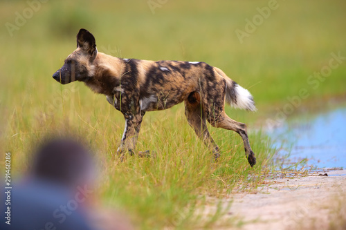 Fotografie African Wild Dog, Lycaon pictus, african painted dog, close up running   in green savanna, side view over blurred silhouette of photographer in foreground