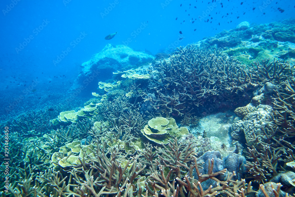 Naklejka premium Losin south of Thailand 2018