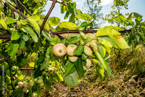 summer, nature, beauty, rural landscape, meadow, herbs, tree, Apple tree, branch, ripe, apples