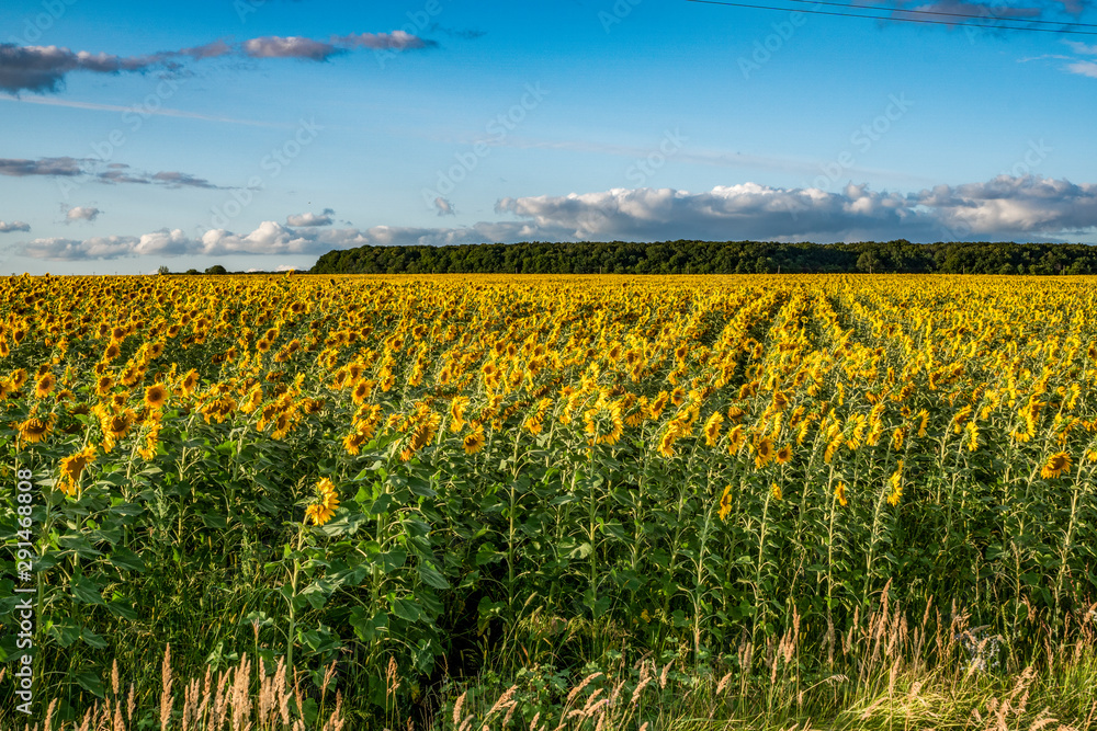 Fototapeta premium rural landscape, sky, clouds, field, yellow, flowering, sunflowers, clear, Sunny, day, nature, landscape, beauty, summer, space, distance, horizon, trees, grass, recreation, walk, trip, observation