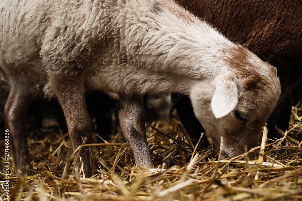 Goats and sheep in farm animals and their portraits, agriculture and nature Goats and sheep in farm animals and their portraits, agriculture and nature