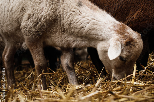 Goats and sheep in farm animals and their portraits, agriculture and nature