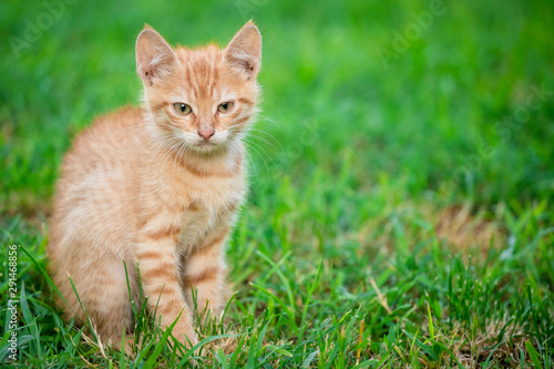 Young orange male cat sit on grass with blurred green background