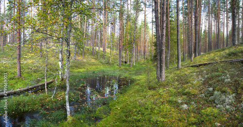 Beautiful forest landscape with pine trees and a small lake © Elena