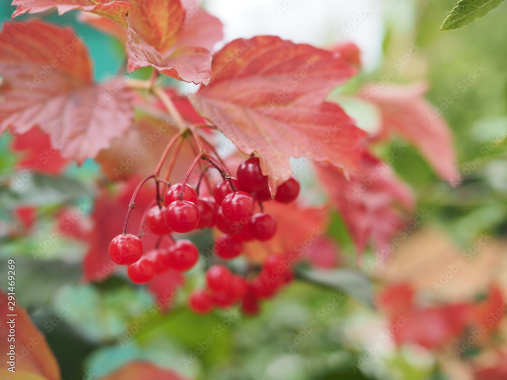 Red viburnum branch in the garden. Viburnum viburnum opulus berries and leaves outdoor in autumn fall. Bunch of red viburnum berries on a branch Red viburnum branch in the garden. Viburnum viburnum opulus berries and leaves outdoor in autumn fall. Bunch of red viburnum berries on a branch