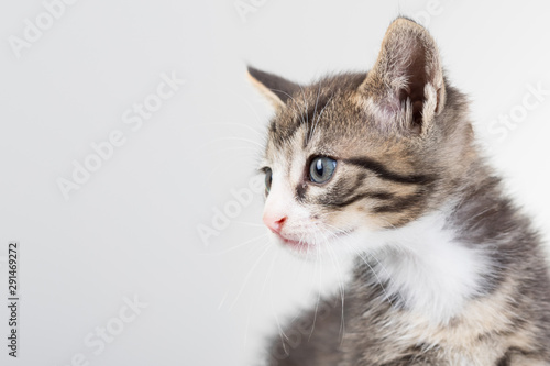 Cute young male cat with blue eyes in studio on white background