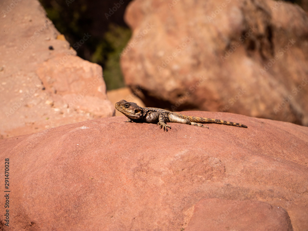 Small wild lizard sitting on orange rock in front of a cliff Small wild lizard sitting on orange rock in front of a cliff