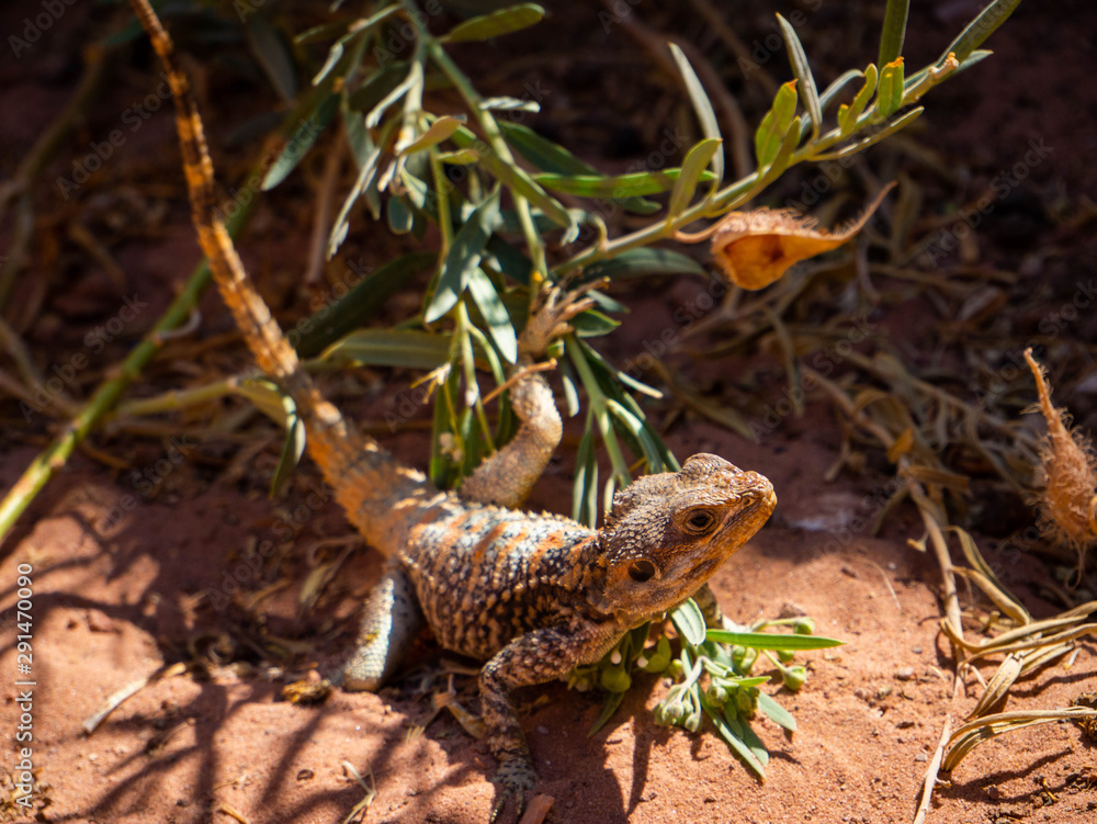 Small wild lizard sitting between green plants on orange sand Small wild lizard sitting between green plants on orange sand