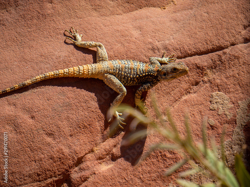 Small wild lizard sitting between green plants on orange sand