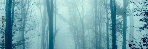 forest trees in fog panorama landscape