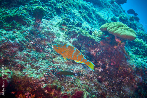 Blue barred parrotfish
