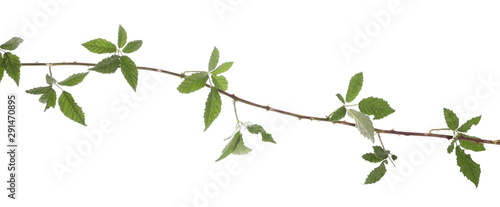 Wild blackberry twig  branch with leaves  foliage isolated on white background