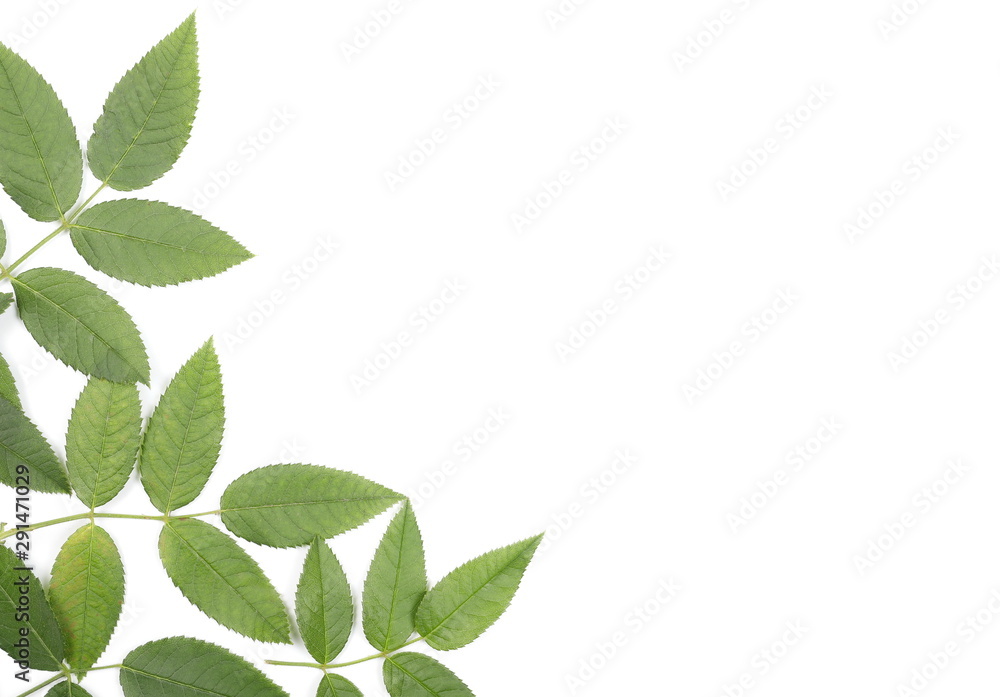 Fototapeta premium Green leaves isolated on white background, top view