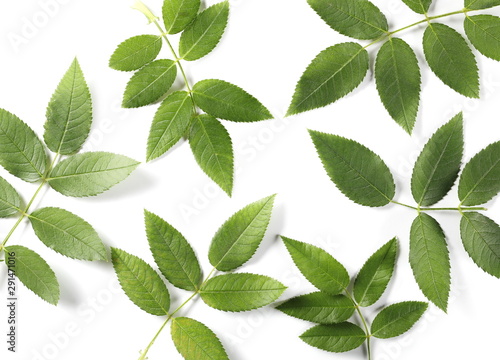 Green leaves isolated on white background, top view