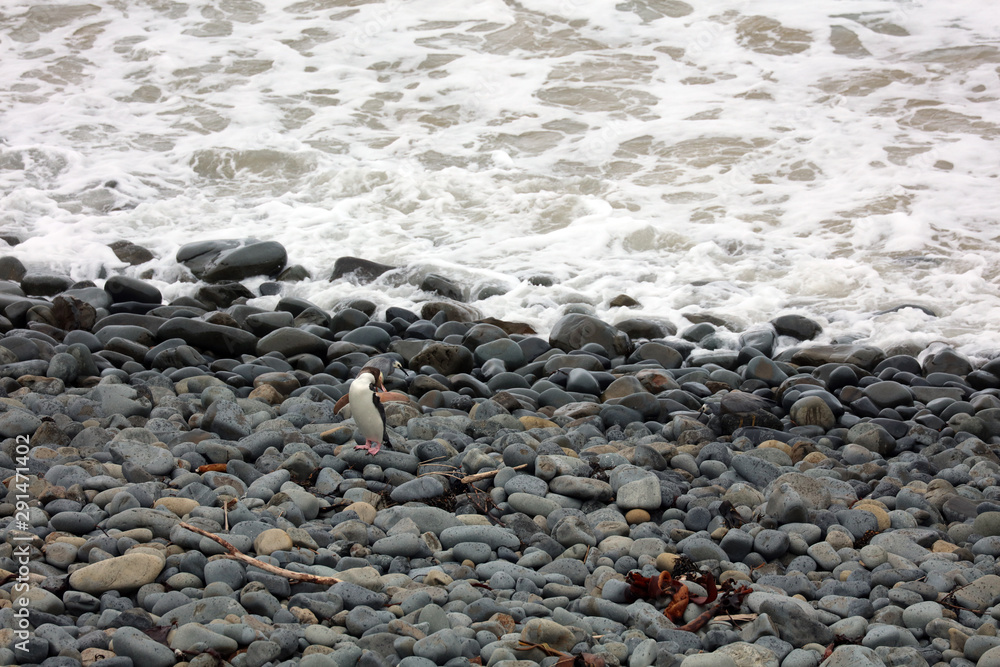 Gelbaugenpinguin Pinguin in Neuseeland Gelbaugenpinguin Pinguin in Neuseeland