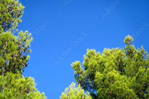 Branches de pins vertes dans le ciel bleu.