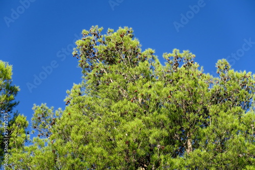 Branches de pins vertes dans le ciel bleu.