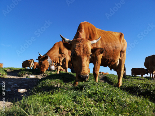 Scène de montagne - vaches de race tarine à l'alpgae