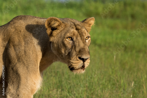 An asiatic lioness 