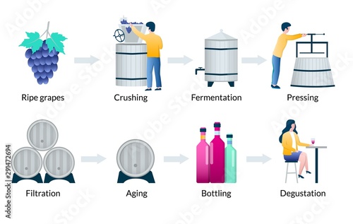 Steps of wine production process, vector infographics