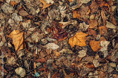 Texture of dry dead autumn leaves on the ground