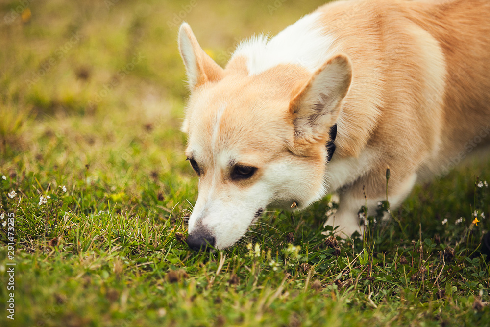 Corgi smelling something in the grass