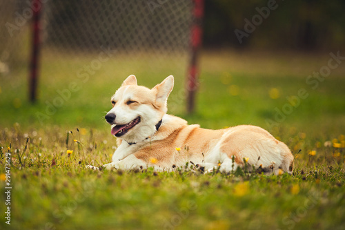 Corgi (dog) is couching on the grass