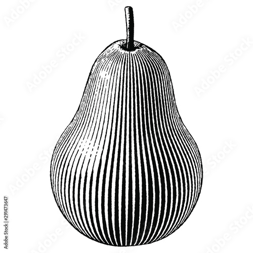 Illustration of a Pear in a vintage woodcut style