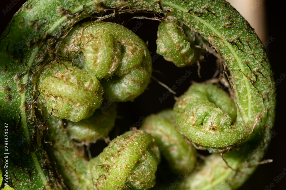 Fern and Sporangium, Fern pattern. Fern and Sporangium, Fern pattern.