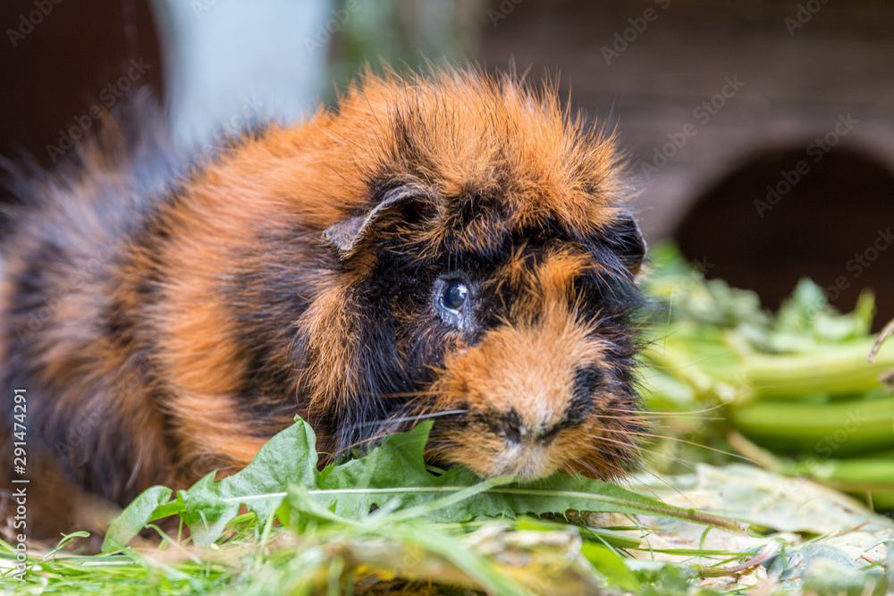 brown guinea pig rosette from the front brown guinea pig rosette from the front