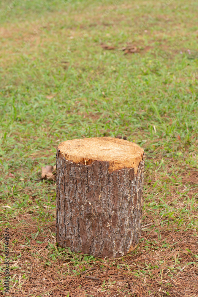 tree stump, concept of urbanization, deforestation, logging industry, global warming