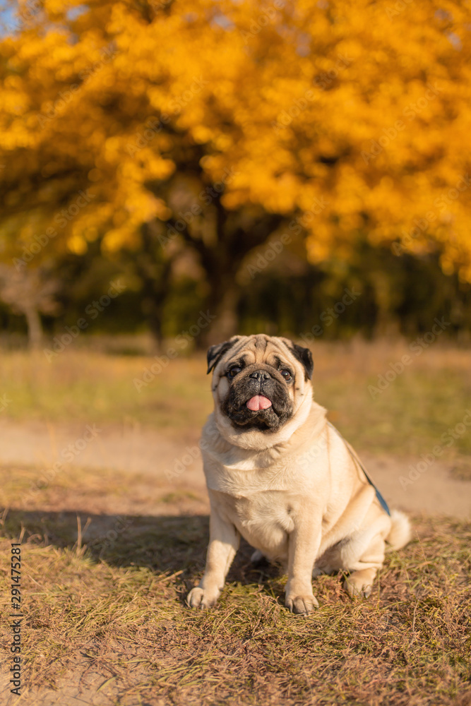 Obraz premium A dog of a pug breed sits in an autumn park on yellow leaves against a background of trees and autumn forest. Puppy looking at the camera