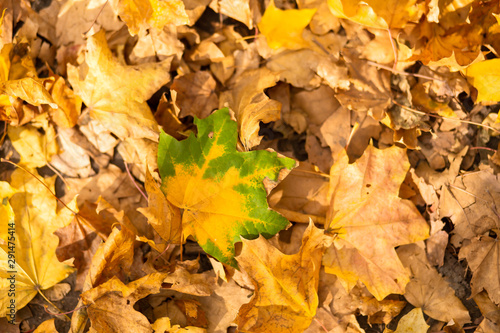 A yellow-green maple leaf lies on autumn foliage in a park on the ground.
