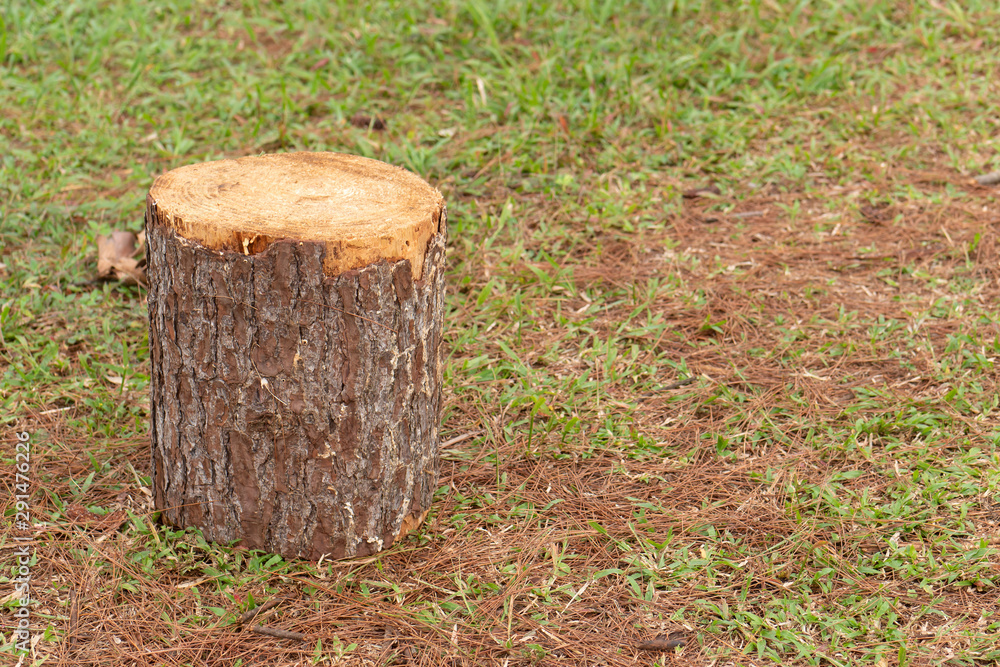 tree stump, concept of urbanization, deforestation, logging industry, global warming tree stump, concept of urbanization, deforestation, logging industry, global warming