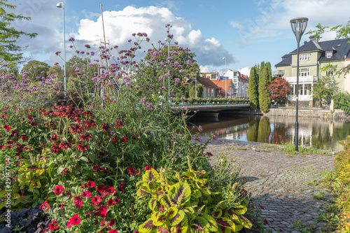 Photography Multicolored flowers in background of houses and the river