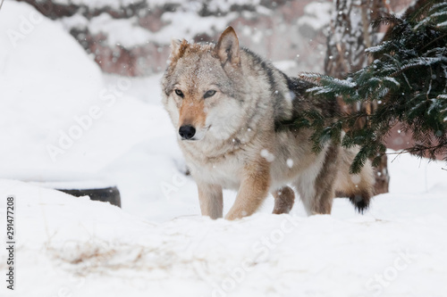 comes out from under the Christmas tree. gray wolf female on white snow in winter forest. © Mikhail Semenov