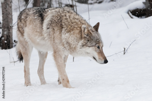 In the snow, sniffing a trace. gray wolf female on white snow in winter forest. © Mikhail Semenov