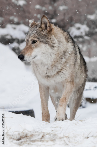Curious gray wolf female on white snow in winter forest.