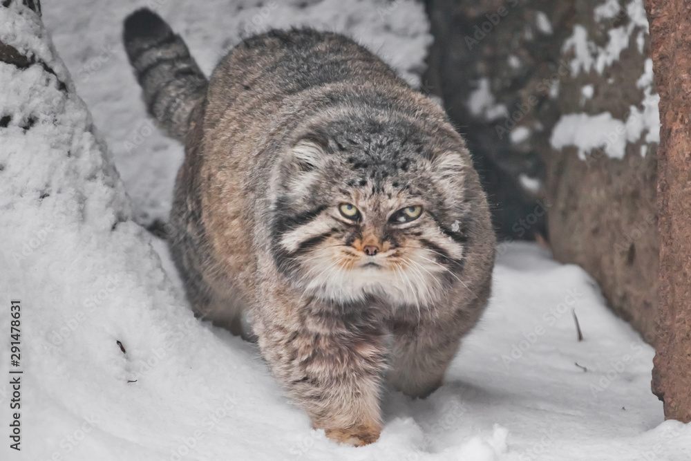 Fat and displeased comes out of the rocks. brutal fluffy wild cat manul on white snow.