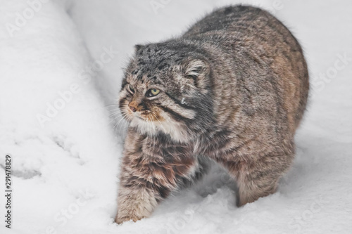Canvas Print brutal fluffy wild cat manul on white snow.