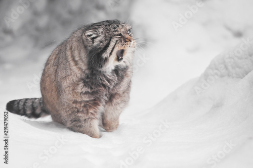 Canvas Print It opens its mouth in meowing or yawning, snow all around, fluffy fur