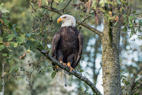 A bald eagle / American eagle  (Haliaeetus leucocephalus)  on a branch. Green bokeh background. American National Symbol Bald Eagle  on Sunny Day.