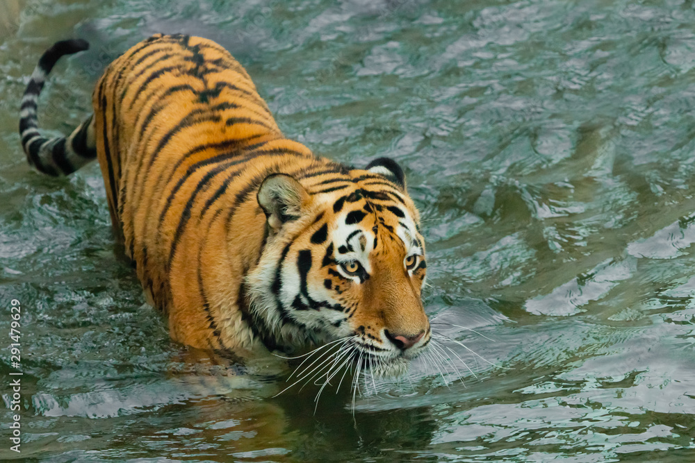 Naklejka premium Sneaking up. young tiger with expressive eyes walks on the water (bathes), a possible bright body of a predator close-up.