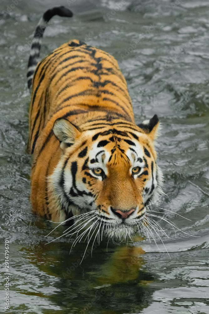 Naklejka premium Red beast in black water.young tiger with expressive eyes walks on the water (bathes), a possible bright body of a predator close-up.
