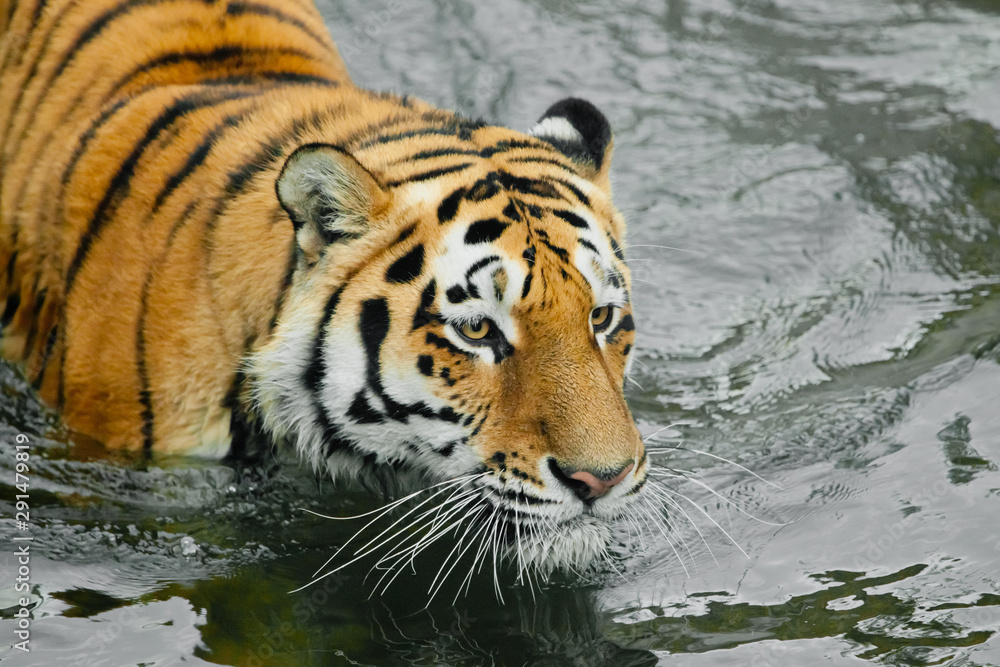 Fototapeta premium tiger head in dark water. Young tiger with expressive eyes walks on the water (bathes), Predator's muzzle close-up.