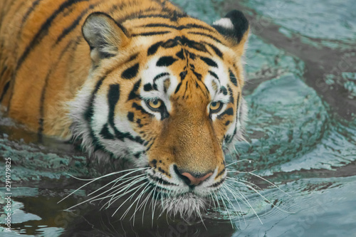 Harsh powerful tiger head. Young tiger with expressive eyes walks on the water (bathes), Predator's muzzle close-up.